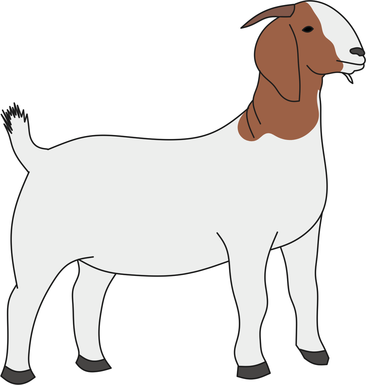 white goat illustration